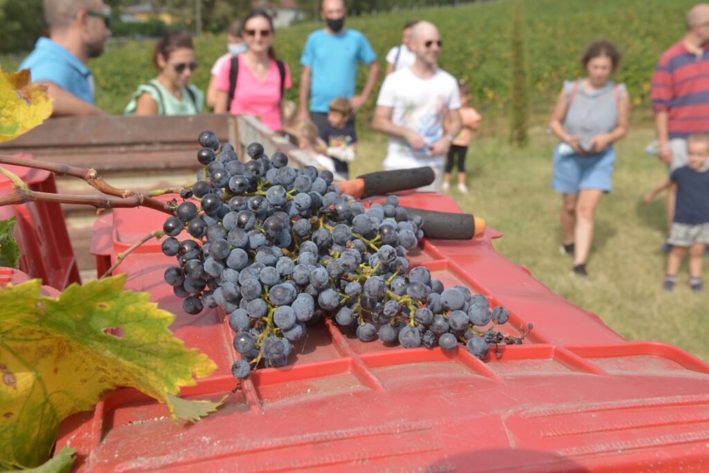 Le esperienze dirette delle aziende agricole bresciane che offrono esperienze e adozioni a distanza con successo 